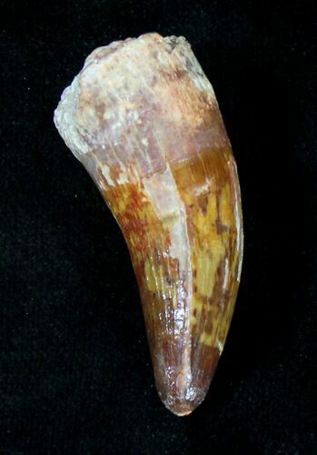 Beautiful Cretaceous Fossil Crocodile Tooth - Morocco #19129